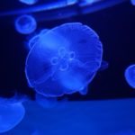 クラゲ(加茂)水族館情報！入館料や割引券はある？口コミやアクセス方法も！