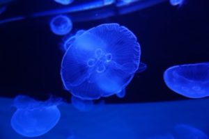 クラゲ(加茂)水族館情報！入館料や割引券はある？口コミやアクセス方法も！