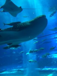 子連れで美ら海水族館を10倍楽しむ方法とホテルチョイスの仕方