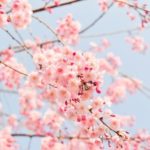 春に行って良かった、桜スポット　in岐阜