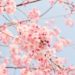 冷感桜グラスシリーズの購入方法！販売店舗や通販はどこ？話題のペア商品も！